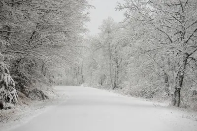 Idyllic snowy landscape of a forest road in Minnesota during winter, showcasing frosty trees.